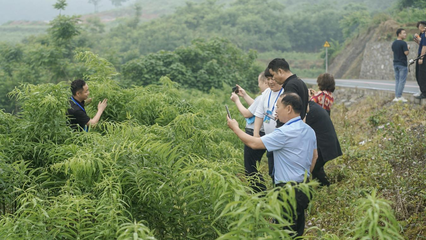 重慶秀山 黃精變“黃金”，電子產(chǎn)品銷售助力民富鄉(xiāng)村興