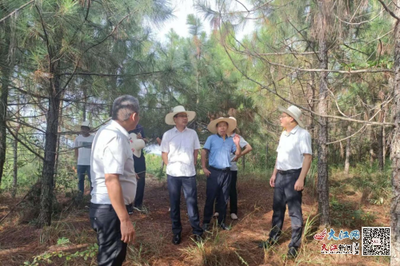 撫州市林業(yè)局局長吳開發(fā)赴崇仁調(diào)研林改工作，助力林業(yè)產(chǎn)品銷售升級