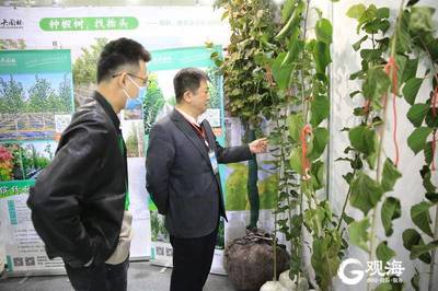 青島林產新名片 融合生態與科技，'青島林品'閃耀中國林交會