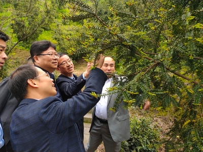 林下經(jīng)濟(jì)與電子銷售 胡俠局長(zhǎng)紹調(diào)研探索產(chǎn)業(yè)融合新路徑