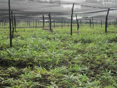 桂林林業(yè)苗木基地云南辦事處 跨界布局下的電子產(chǎn)品銷售新探索