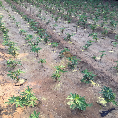 2018年一米高無花果樹苗市場價(jià)格與選購指南